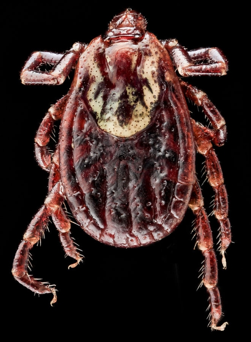 Dog tick
